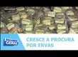 Cresce a procura por ervas e produtos para banho neste período de fim de ano