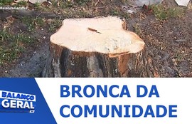 Moradores do Jabotiana denunciam corte de árvores e temem prejuízos ambientais no bairro