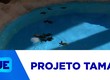 Saiba sobre o projeto Tamar