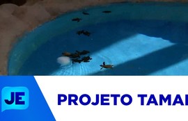 Saiba sobre o projeto Tamar