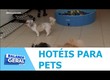 Hotéis para pets têm grande procura nessa época do ano