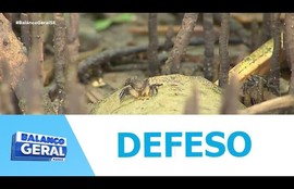 Período do defeso do caranguejo começou no último dia 04 e segue até o dia 09 de janeiro