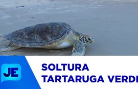 Projeto Tamar realiza mais uma soltura de tartarugas na orla da Atalaia