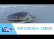 Projeto Tamar devolve ao mar tartaruga- verde após processo de reabilitação