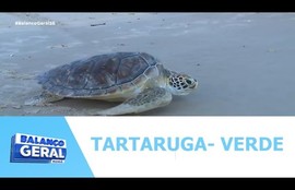 Projeto Tamar devolve ao mar tartaruga- verde após processo de reabilitação