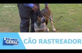Um cão rastreador brasileiro está em Sergipe e tem se destacado em exposições nacionais