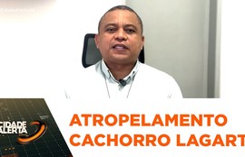 Motorista envolvido em atropelamento de cachorro em Lagarto é identificado