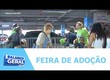 Feirinha de adoção promove esperança e recomeço para animais abandonados