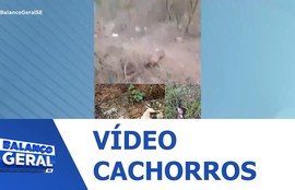 Cachorros envenenados no Bairro Latadouro, em Carira