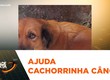 Pescadora de Laranjeiras pede ajuda para fazer cirurgia na cachorra de estimação que está com câncer