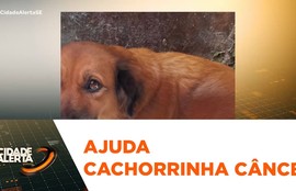 Pescadora de Laranjeiras pede ajuda para fazer cirurgia na cachorra de estimação que está com câncer
