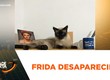 Ana Júlia procura gatinha Frida