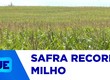 Safra de milho em Sergipe bate recorde em 2025 alcançando o maior volume já registrado no estado