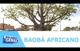 O Baobá Africano que fica em Nossa Senhora do socorro é a primeira árvore da espécie a ser tombada em Sergipe
