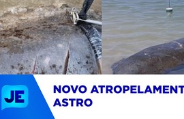 Saiba a situação do peixe-boi-astro, que foi atropelado por uma embarcação no último domingo
