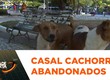 Moradores pedem ajuda para cães abandonados na praça Camerino