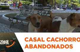 Moradores pedem ajuda para cães abandonados na praça Camerino