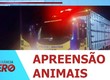Seis animais soltos são apreendidos em rodovias durante festas do Verão Sergipe