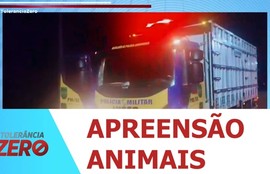Seis animais soltos são apreendidos em rodovias durante festas do Verão Sergipe