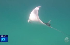 Arraia ameaçada de extinção foi capturada por pescadores sergipanos