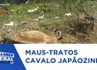 Cavalo é abandonado agonizando em via pública no bairro Japãozinho em Aracaju