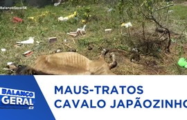 Cavalo é abandonado agonizando em via pública no bairro Japãozinho em Aracaju