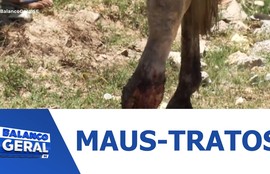 Cavalo ferido é abandonado em São Cristóvão