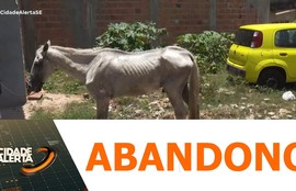 Cavalo machucado é abandonado em São Cristóvão