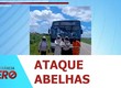 Ataque de abelhas dentro de ônibus mata homem e deixa 27 pessoas feridas em Capela