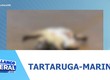Uma tartaruga-marinha foi encontrada morta na praia da Aruana, em Aracaju