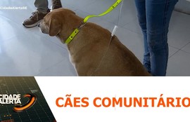 Cães comunitários retirados da Bahia chegam em Aracaju e o caso gera questionamentos