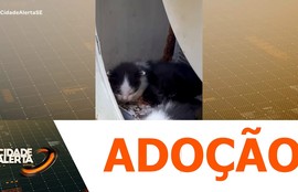 Mulher faz apelo por adoção de quatro gatinhos, em Aracaju