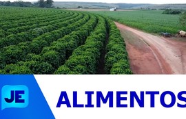 O mês de março e a chuva são fatores que ajudam o plantio de vários alimentos