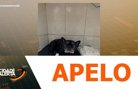 Tutora promove rifa solidária para custear cirurgia de buldogue francês
