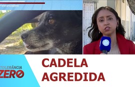 Homem suspeito de matar cadela a pauladas é preso no Bairro Jabotiana