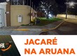Jacaré é flagrado transitando em frente a condomínio na Zona de Expansão de Aracaju