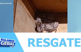 O Corpo de Bombeiros Militar realizou a captura de uma cobra jibóia