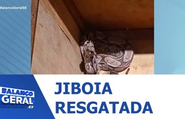 Operação ocorreu em atendimento a chamado na Rua Aristeu de Barros, no Bairro São Cristóvão