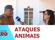 Corpo de bombeiros orienta como agir diante de ataque ou presença inesperada de algum animal
