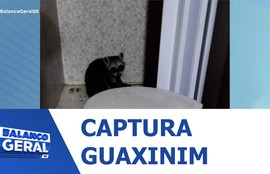 Corpo de Bombeiros realiza o resgate de um guaxinim