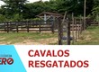 Cavalos em situação de maus tratos são resgatados no Bairro Santa Maria