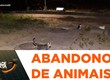 População de gatos abandonados cresce no Parque dos Cajueiros