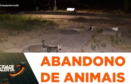 População de gatos abandonados cresce no Parque dos Cajueiros