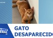 Tutora procura por gato desaparecido no Bairro Atalaia em Aracaju