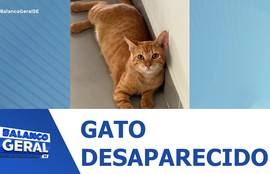 Tutora procura por gato desaparecido no Bairro Atalaia em Aracaju