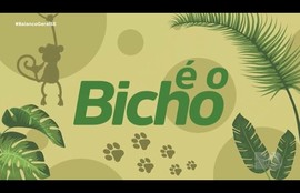 Confira os destaques do quadro ‘É o bicho’ nesta quinta-feira (09) b