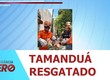Tamanduá é resgatado por bombeiros após risco de ataque de cães