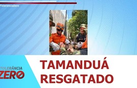 Tamanduá é resgatado por bombeiros após risco de ataque de cães