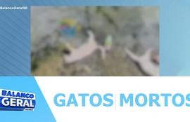 Moradores do bairro Almirante Tamandaré denunciam possível caso de envenenamento de gatos