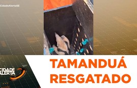 Tamanduá é resgatado em árvore na Barra dos Coqueiros